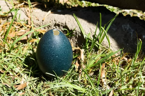 Open emu egg on the grass (Flip 2019)