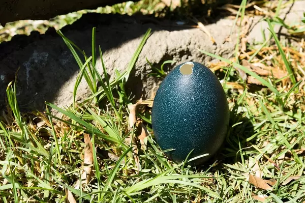 Open emu egg on the grass