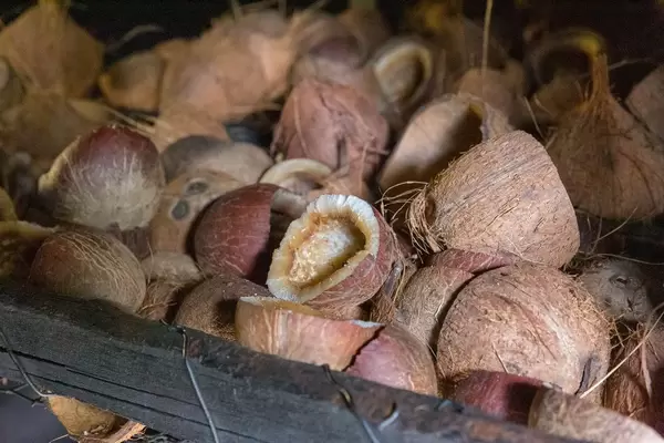 Opened coconuts on Seychelles
