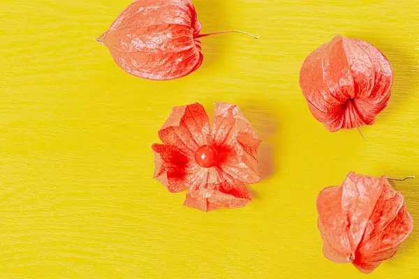 Orange physalis on a yellow background. Top view (Flip 2019)