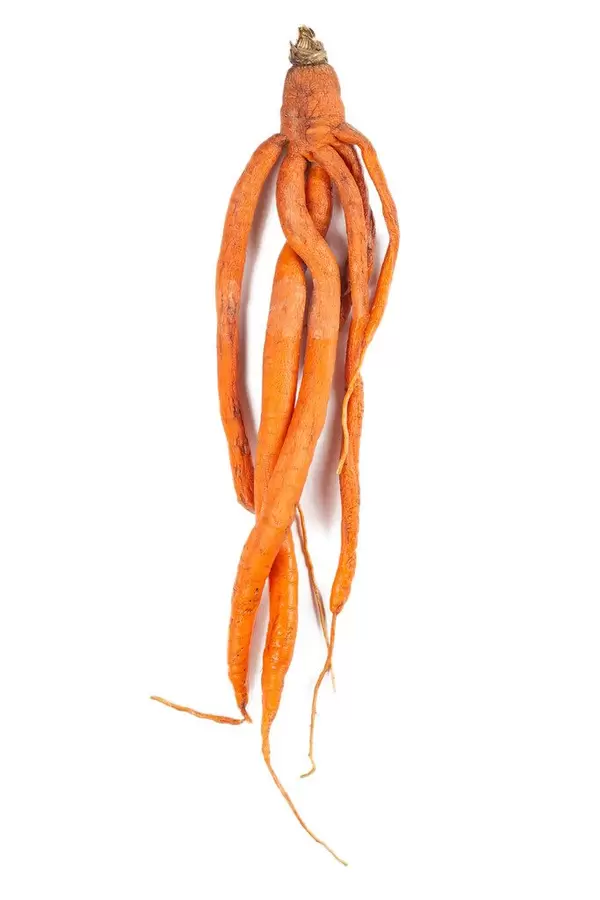 Orange raw carrots on a white background