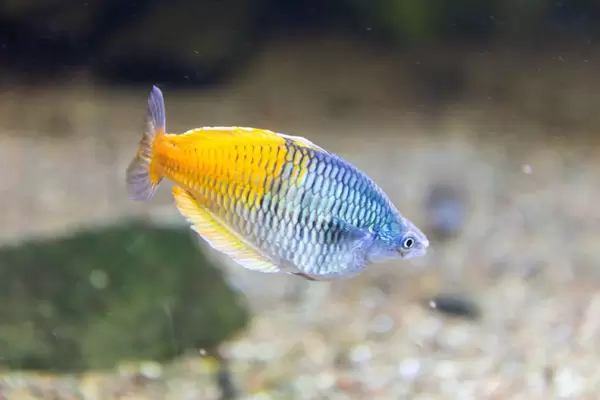 Orangeback rainbowfish (Melanotaenia boesemani) at Shedd Aquarium