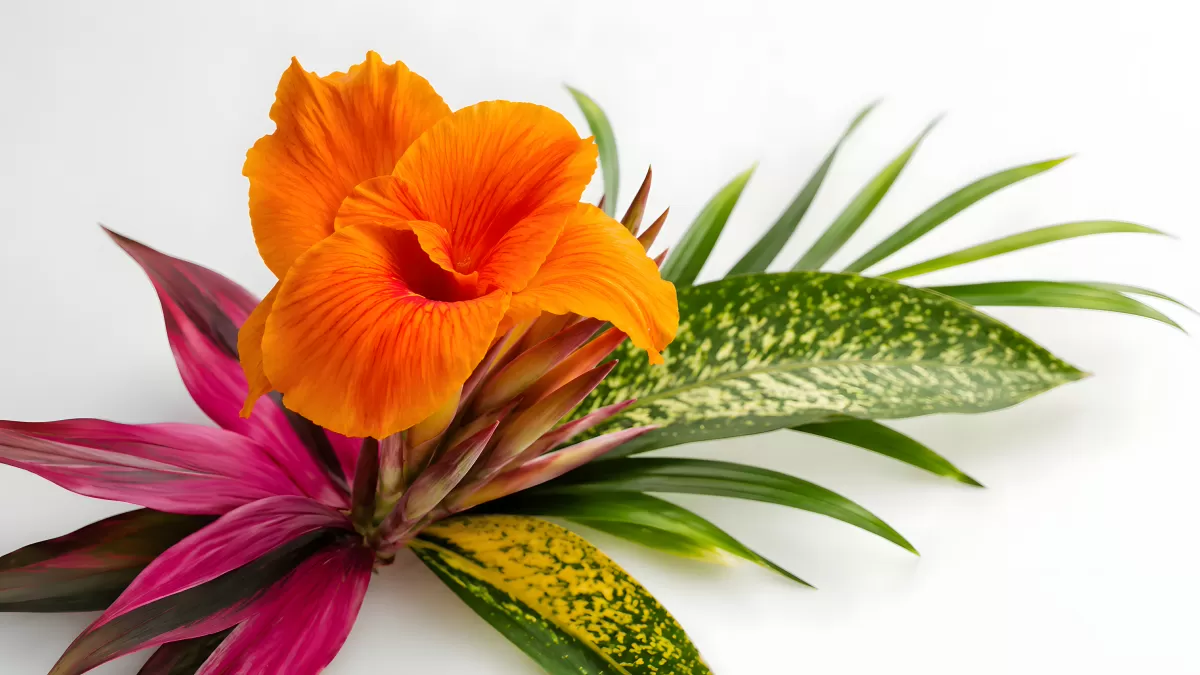 Orangefarbene Canna-Blüte mit tropischen Blättern