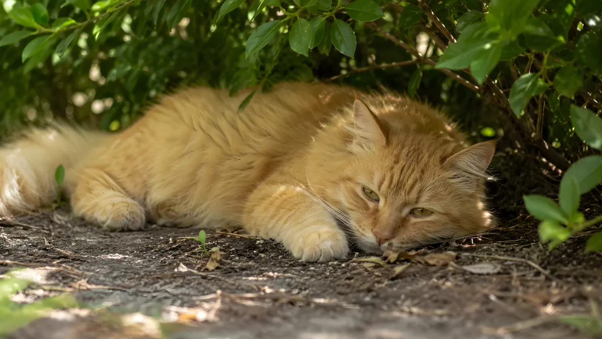 Orangefarbene Langhaarkatze ruht unter einem Busch