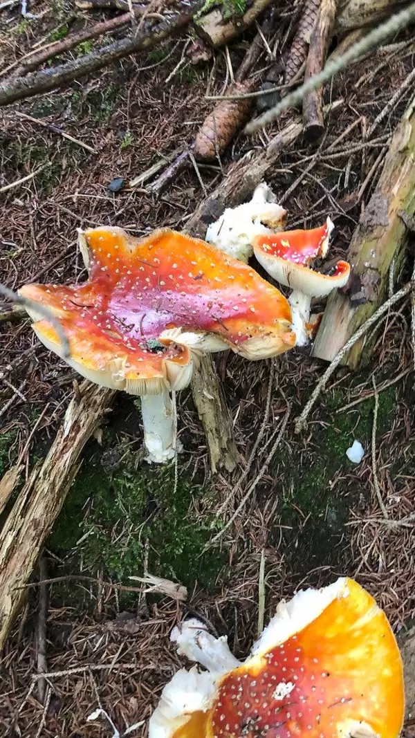 Orangefarbene, potenziell giftige Pilze im Wald in Alpbach, während einer Wanderung gesehen