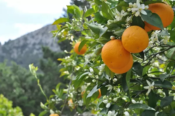 Orangen auf Orangenbäumen