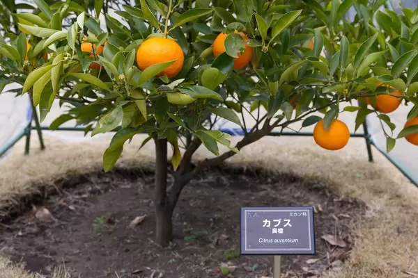 Orangenbaum (Citrus aurantium)