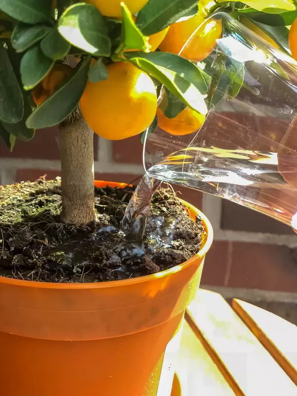 Orangenbaum wird gegossen