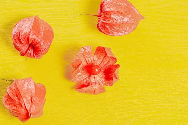 Orangene Physalis auf gelbem Hintergrund