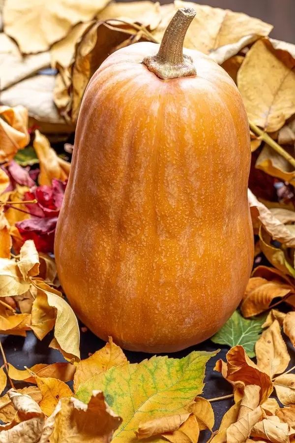 Orangener Kürbis mit Blättern umgeben