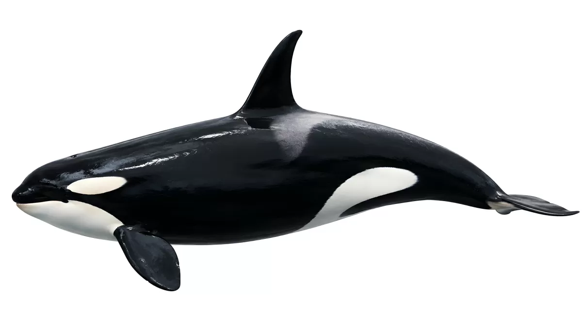 Orca in Seitenansicht auf weißem Hintergrund