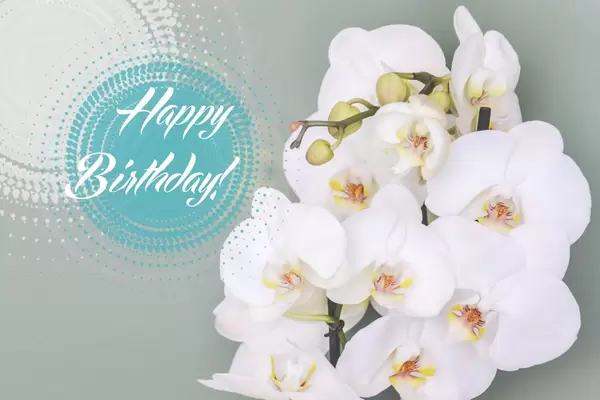 Orchideen für Geburtstag