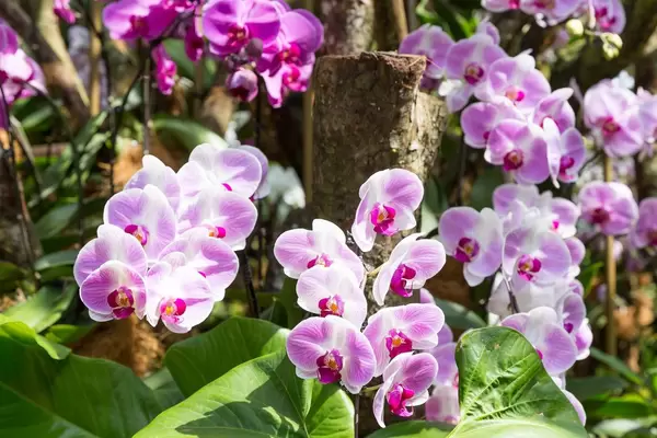 Orchideen