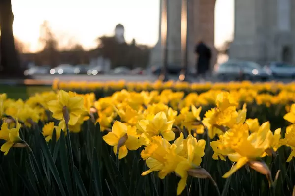 Osterglocken im Sonnenuntergang