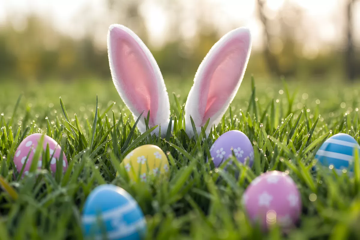Osterhasenohren und bunte Eier im frischen Gras
