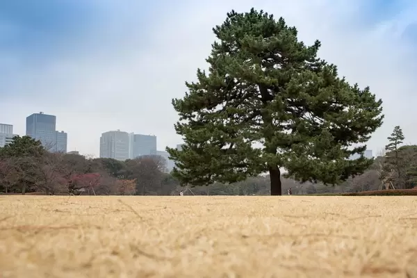 Östliche Gärten des Kaiserpalasts Tokio mit Blick auf Wokenkratzer