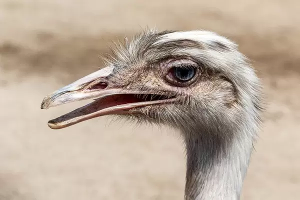 Ostrich head with open beak, close-up