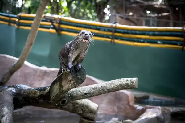 Otter auf einem Holzklotz