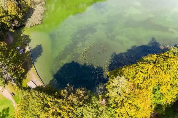 Overhead drone shot of green lake waters and trees with yellow leaves: autumn view at lake Reintal, Tyrol