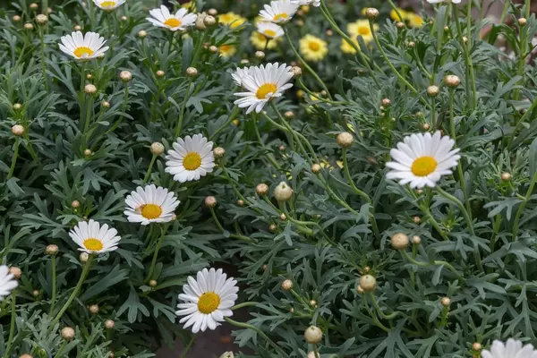 Ox-eye daisy (Leucanthemum vulgare)