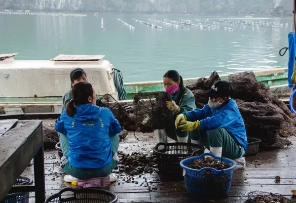 Oyster Fisherman cleaning the net