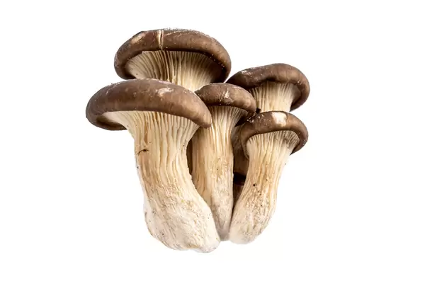 Oyster mushrooms on a white background