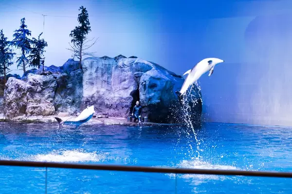 Pacific white-sided dolphins jumping out of the water - Shedd Aquarium, Chicago