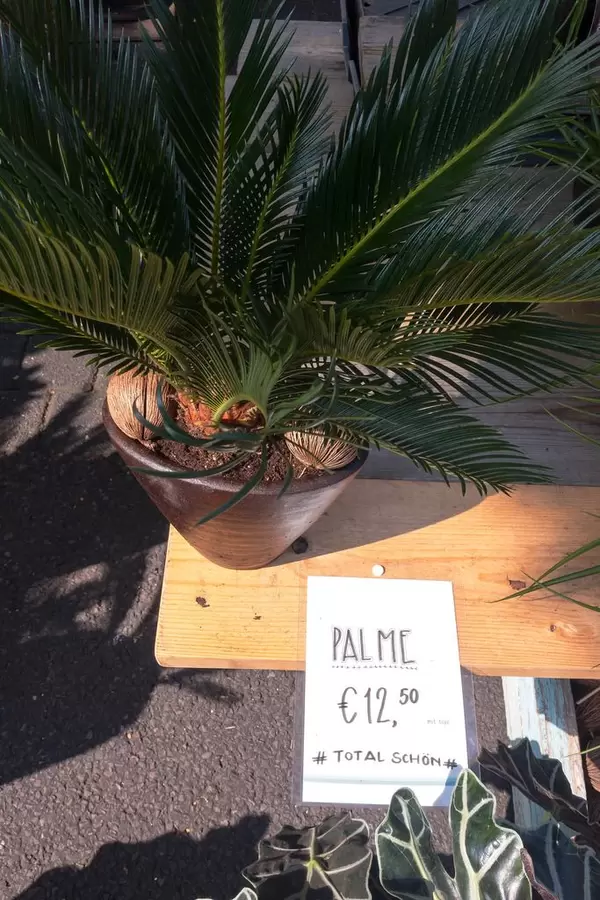 Palm in flowerpot - Street fair, Cologne