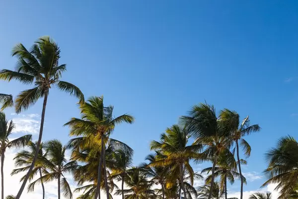 Palm trees at sunny day  Flip 2019