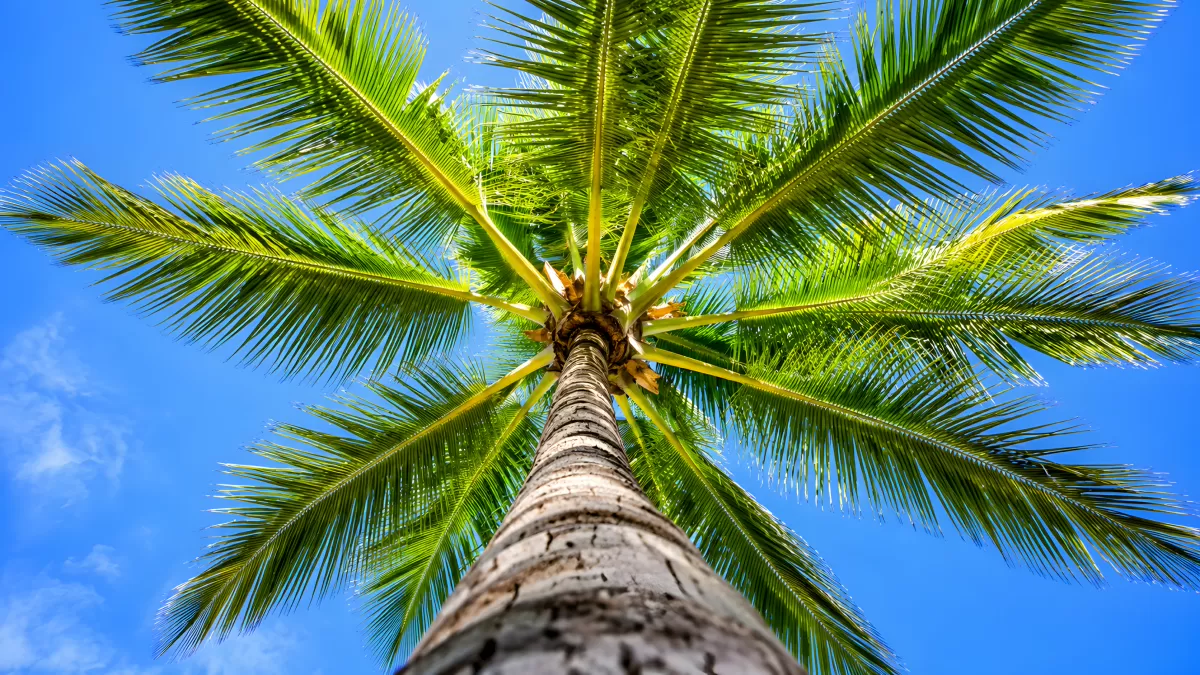 Palme von unten fotografiert vor blauem Himmel