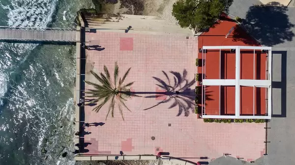 Palme wirft einen langen Schatten. Drohnenaufnahme