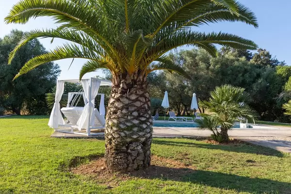 Palmen bei einem Pool mit weißen Sonnenschirmen, Sonnenliegen und Pavillons. Sommer auf Mallorca