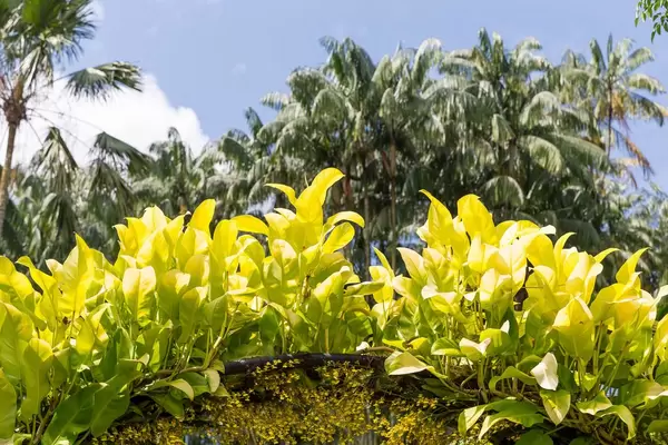 Palmen im Botanischem Garten in Singapur