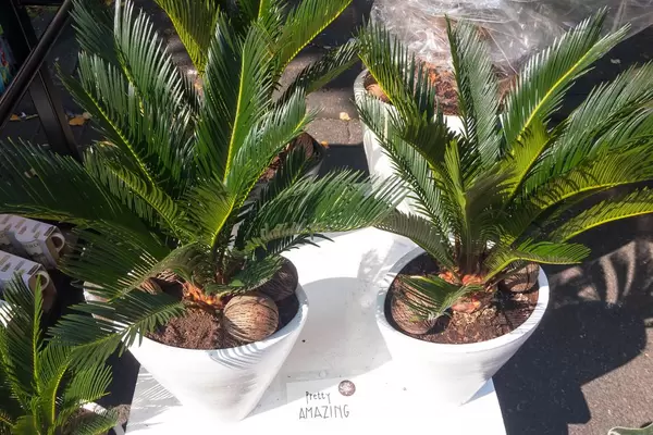 Palmen in Blumentöpfen - Straßenfest, Köln