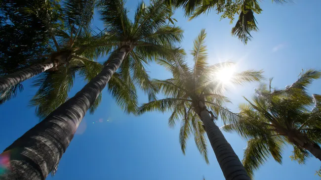 Palmen in der Sonne vor blauem Himmel