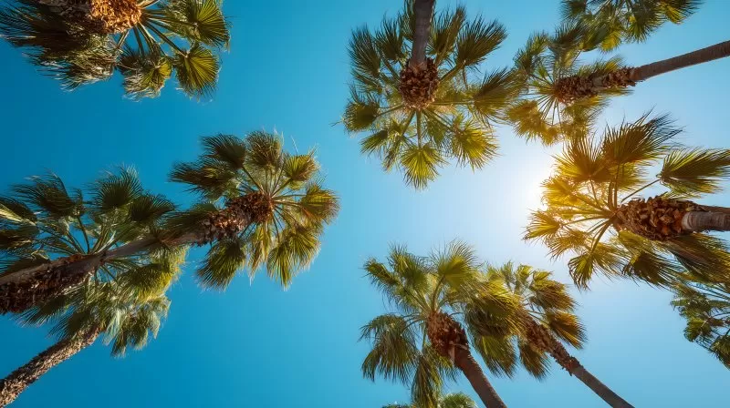 Palmen vor blauem Himmel mit Sonnenlicht von unten fotografiert