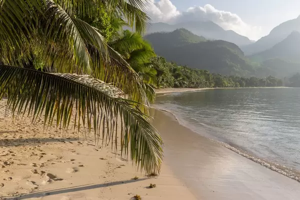 Palmenblatt berührt den Strand Port Glaud neben dem Indischen Ozean auf Mahé, Seychellen