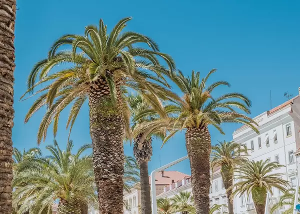 Palmenkulisse von blauem Himmel und weißer Häuserfassade