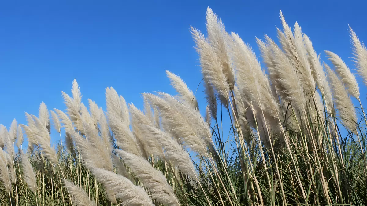 Pampasgras wiegt sich im Wind vor blauem Himmel
