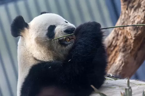 Panda Bear Riri eating bambus stick