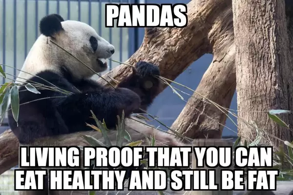 Pandas: living proof that you an eat healthy and still be fat