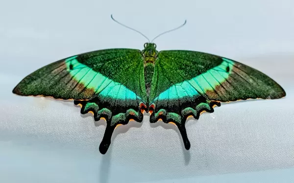 Papilio PALINURUS butterfly
