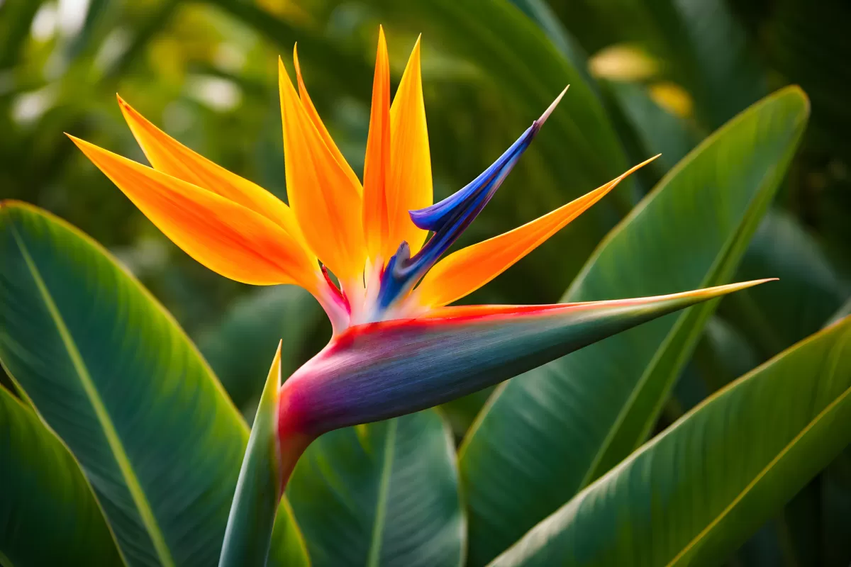 Paradiesvogelblume in leuchtendem Orange und Blau