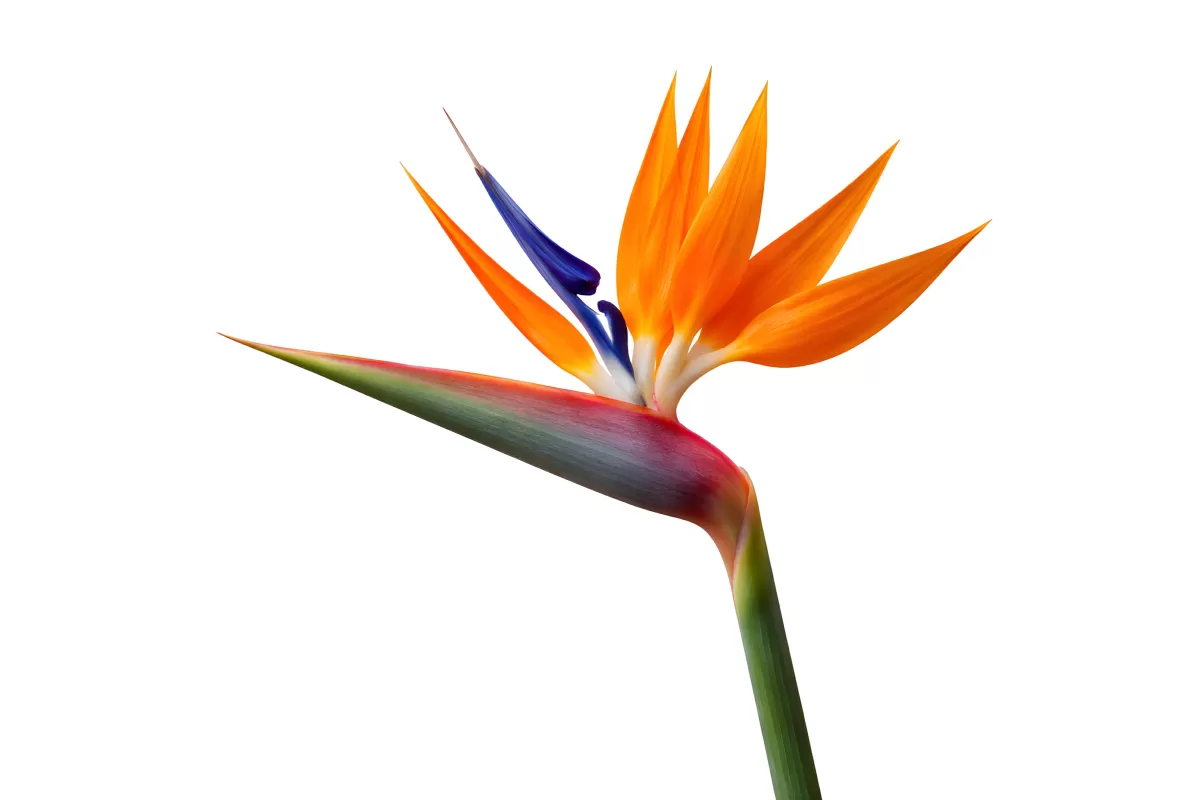 Paradiesvogelblume in Orange und Blau vor Weiß