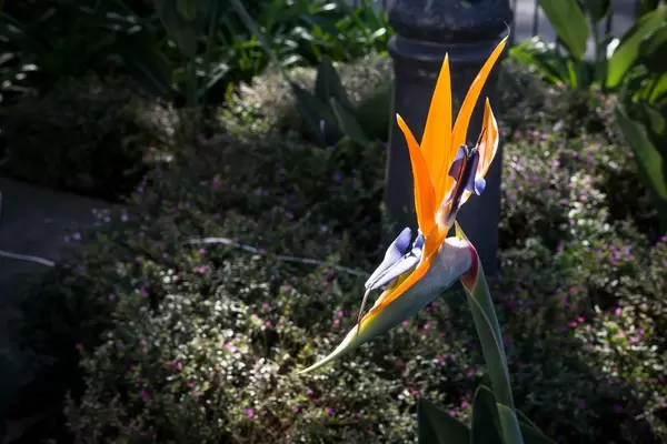 Paradiesvogelblume (Strelitzia reginae)