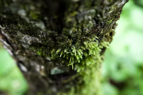 Parasitic plants growing on a tree