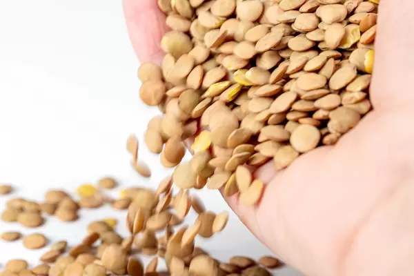 Pardin lentils spill out of hand (Flip 2020)