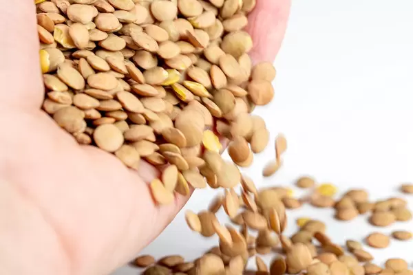 Pardin lentils spill out of hand