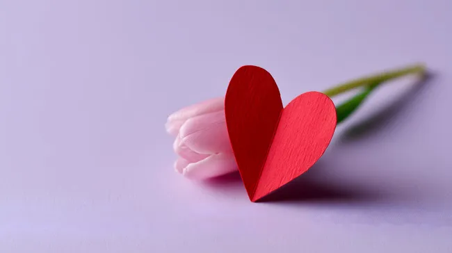 Pastellfarbene Tulpe mit rotem Papierherz
