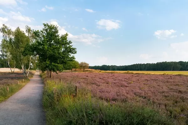 Path in a natural preserve area along the purple lavender fields